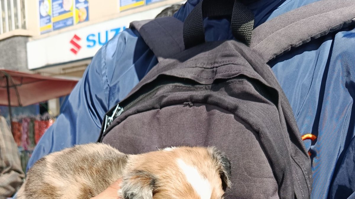 Los canes entre dos y cuatro meses de edad, se encontraban en jaulas improvisadas en el mercado Las Cuadras, sur de Quito.