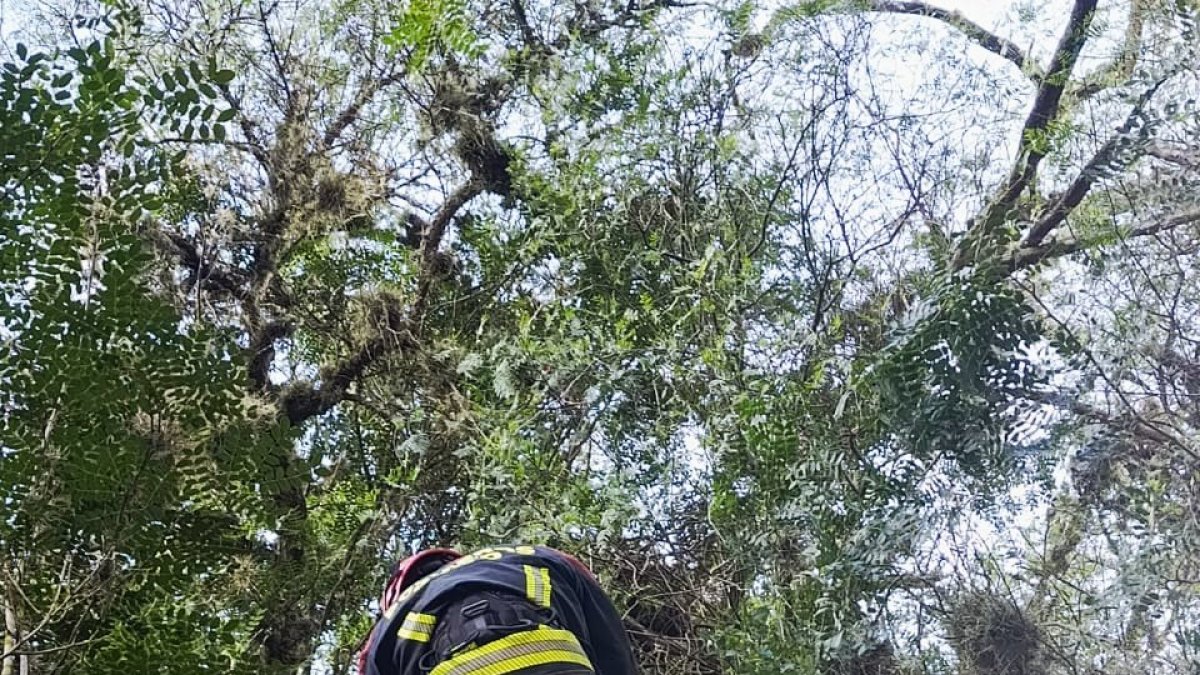 Camión cayó a una quebrada en Guayllabamba: un herido fue rescatado por bomberos