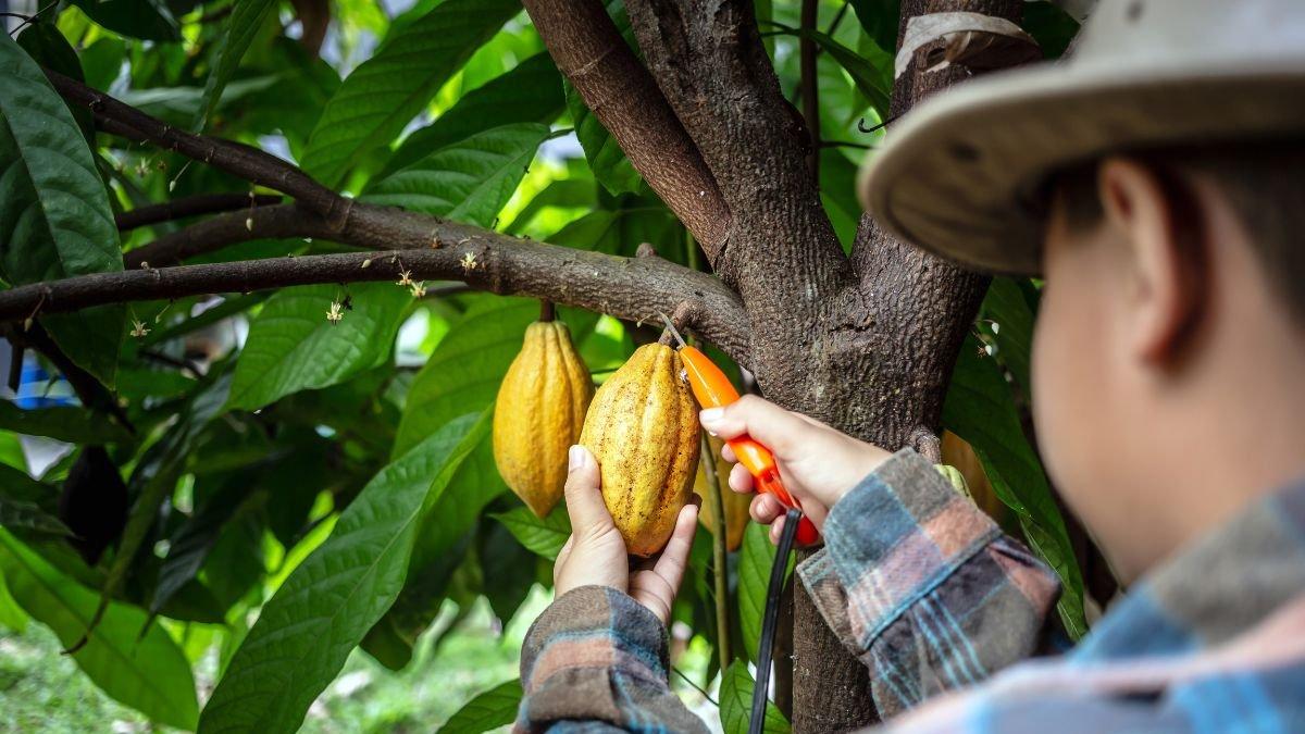 Referencial. Jóvenes de Manabí y Napo que basen sus emprendimientos en cacao pueden postular a la convocatoria del programa Empleo Agro Joven.