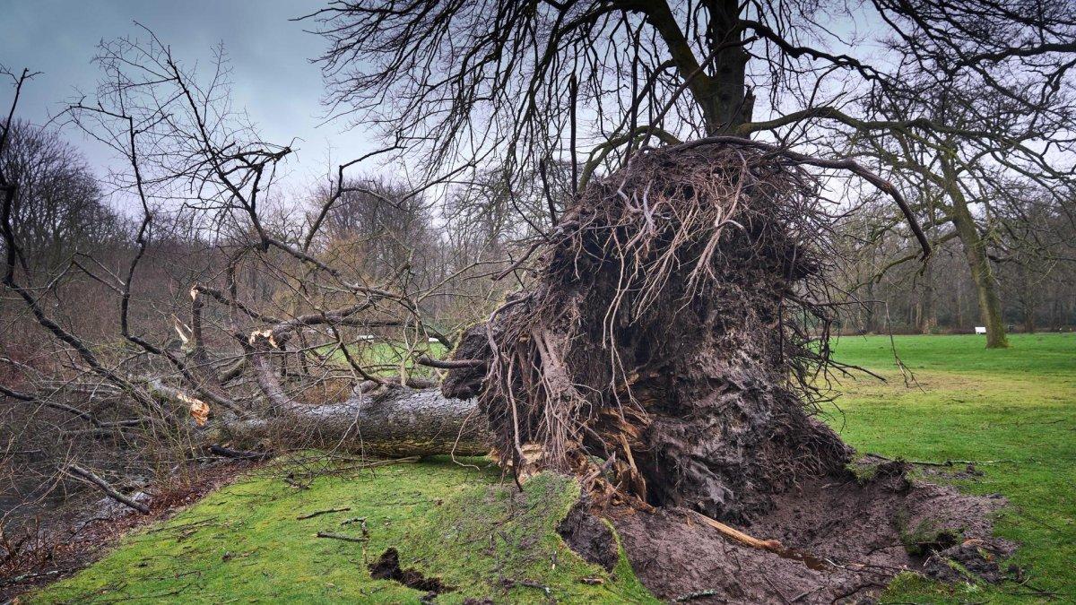 Imagen de archivo de los daños ocasionados por la tormenta Eunice en Holanda.