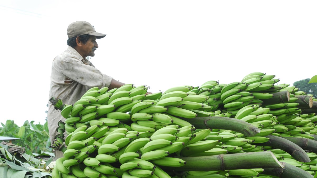 En los barrios del sur, un verde barraganete cuesta 0,50 dólares. En enero de este año, daban 6 unidades por 1 dólar.