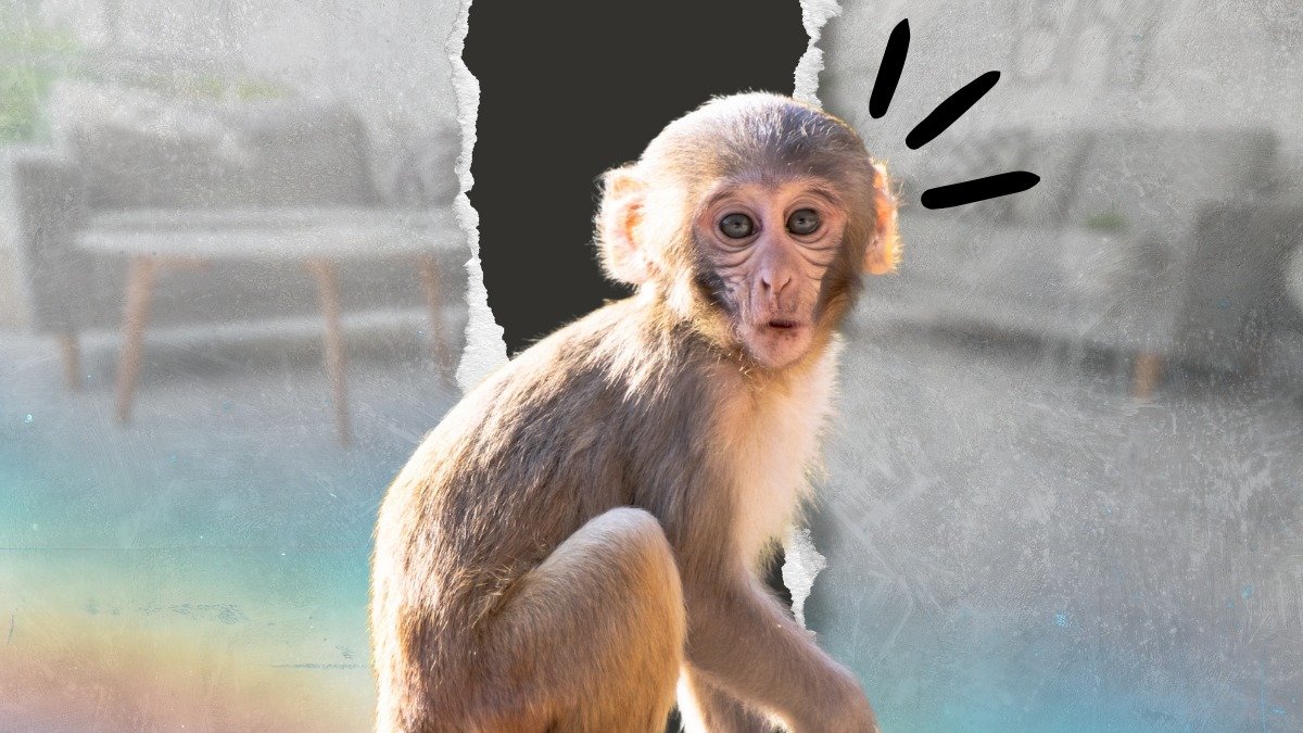 Un video de una señora reclamando por que le arrebataron a su 'mono mascota' se viralizó en redes.