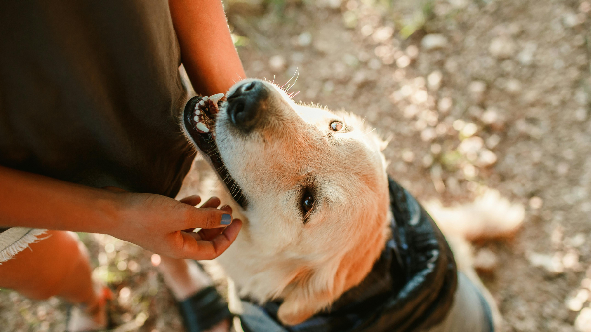 Acariciar a un perro puede aliviar el estrés y mejorar el estado de ánimo en solo minutos
