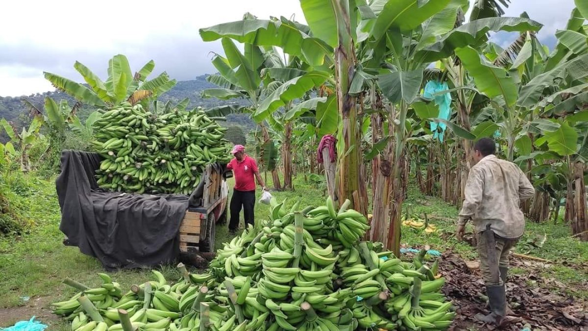 La enfermedad del Moko, ha afectado al menos el 30 % de las plantaciones, dicen empresarios.