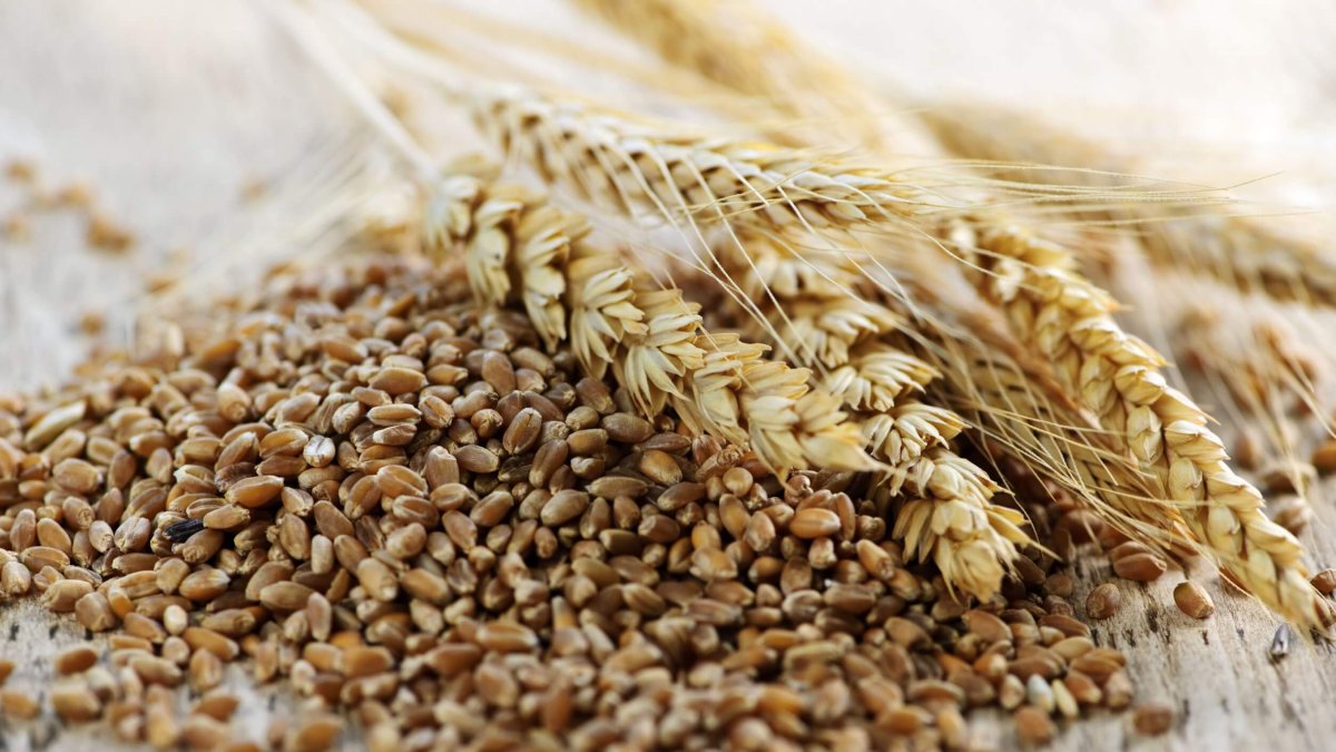 Una porción de trigo recién cosechado.