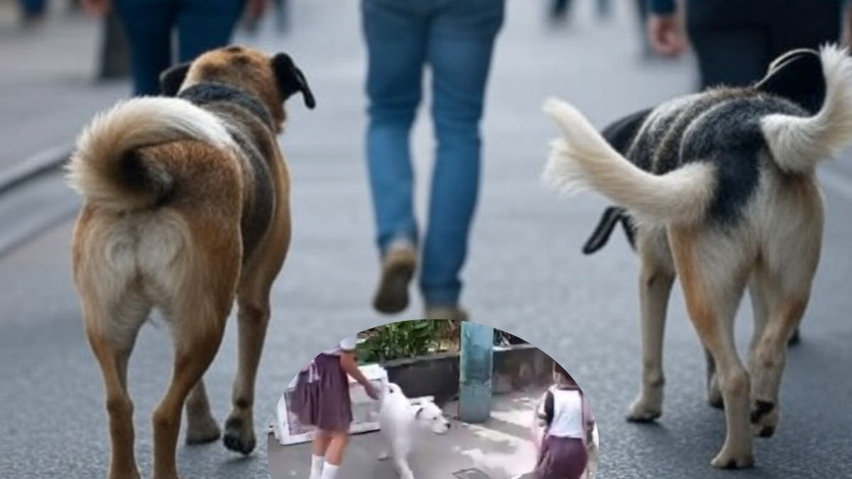 Tras el ataque, la Alcaldía insiste en poner en práctica lo que dice la ordenanza respecto a cómo deben salir los animales a las calles, incluso si es al interior de una ciudadela: con correa.