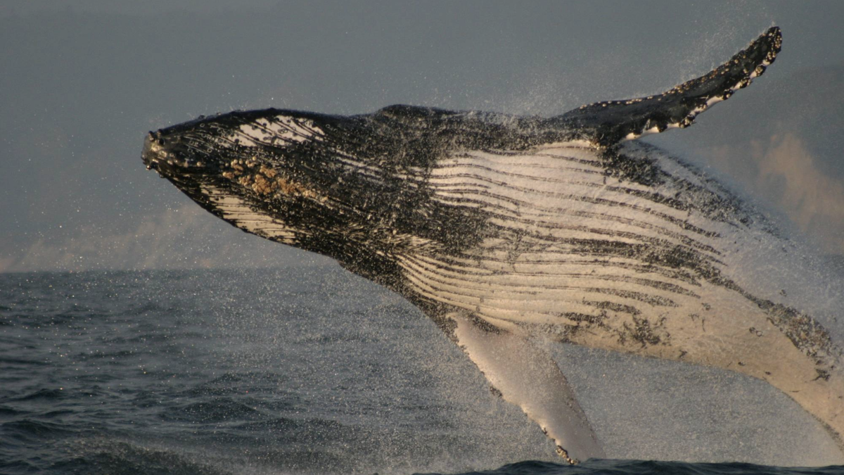 Cada año, las ballenas jorobadas llegan a las cálidas aguas del Pacífico ecuatoriano para aparearse, ofreciendo un espectáculo natural imperdible entre junio y septiembre.