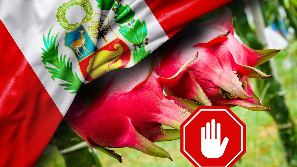 Agrocalidad y productores trabajan para restablecer el acceso de la pitahaya al mercado peruano