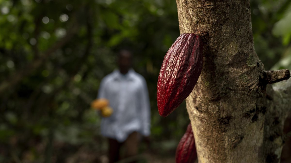 7 de julio, Día Mundial del Cacao