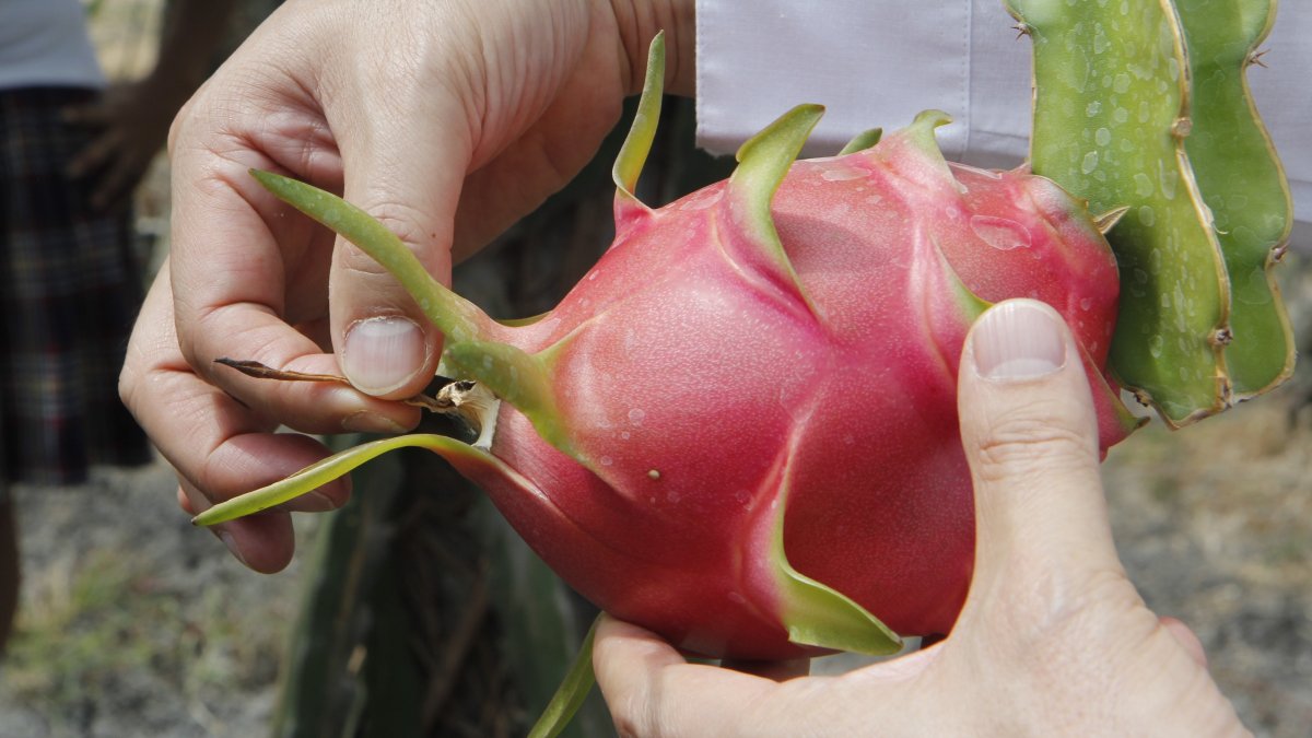 En el 2024, la fruta se exportó a 20 destinos, según Agrocalidad.