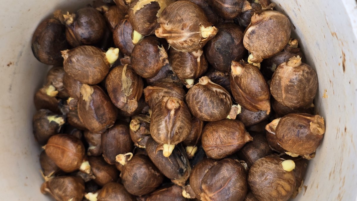 La pepa de pan es el fruto del árbol Artocarpus altilis, originario del sudeste asiático y muy común en zonas tropicales, como Esmeraldas.