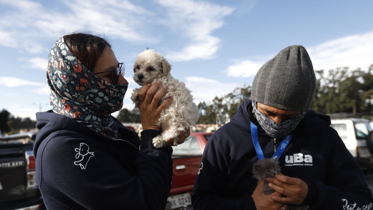 En un operativo realizado en el mercado Las Cuadras se encontraron perros y gatos en condiciones preocupantes.