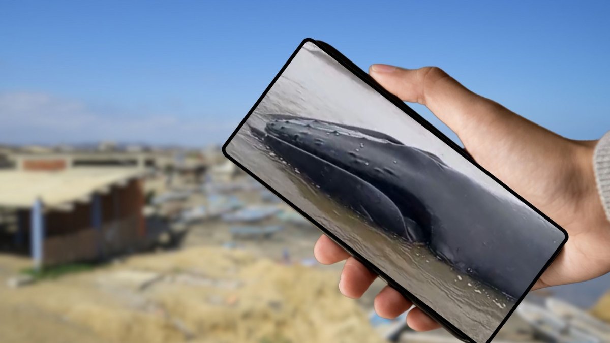 Se reportó una ballena varada en entre Engabao y Engunga