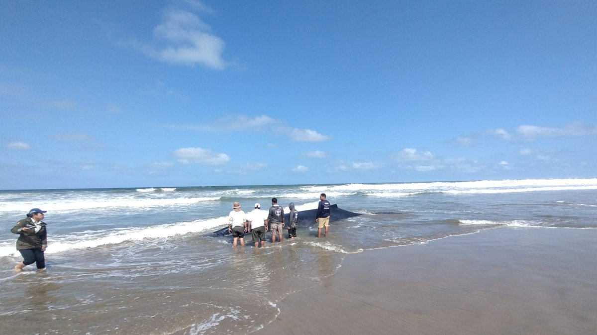 El Ministerio de Ambiente se pronunció sobre las denuncias de una ballena cerca en Engabao.