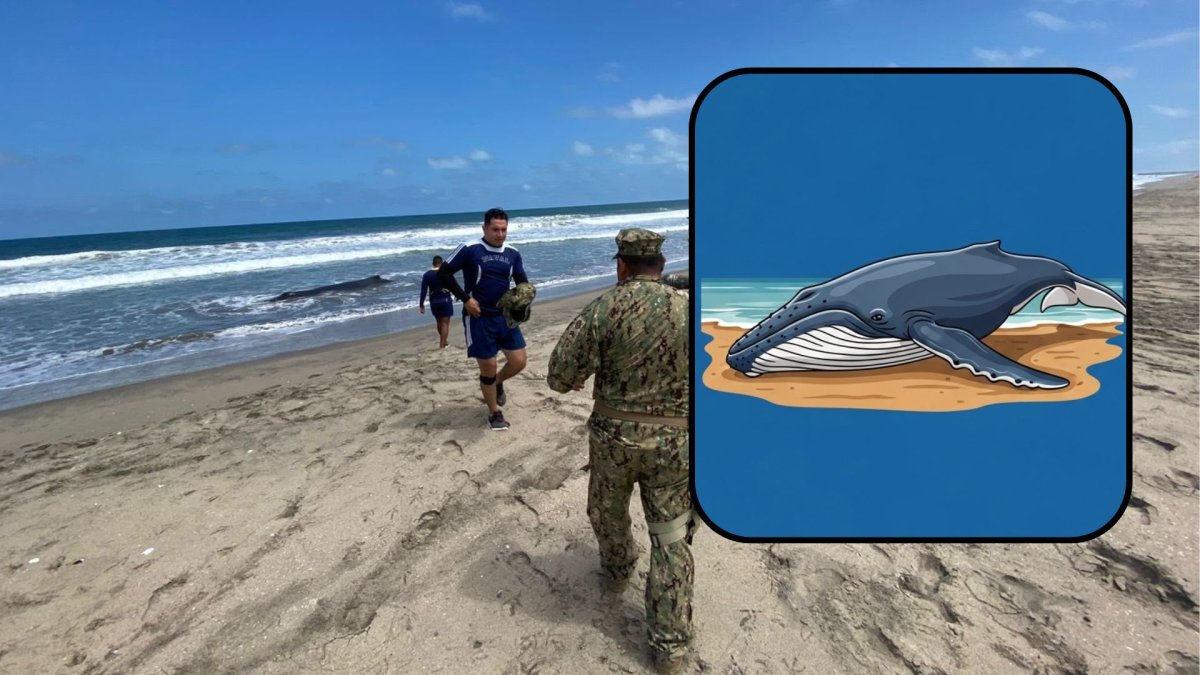 Colectivos denuncian la muerte de una ballena jorobada en el sector de Engabao.