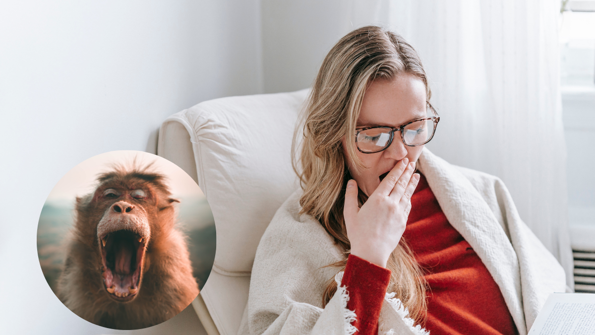 El bostezo, más que señal de sueño, es un reflejo involuntario que revela conexiones profundas entre seres vivos