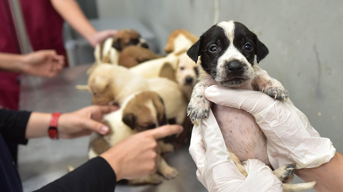 Entre las alertas recibidas, los casos de maltrato de animales son las más frecuentes en Guayaquil.