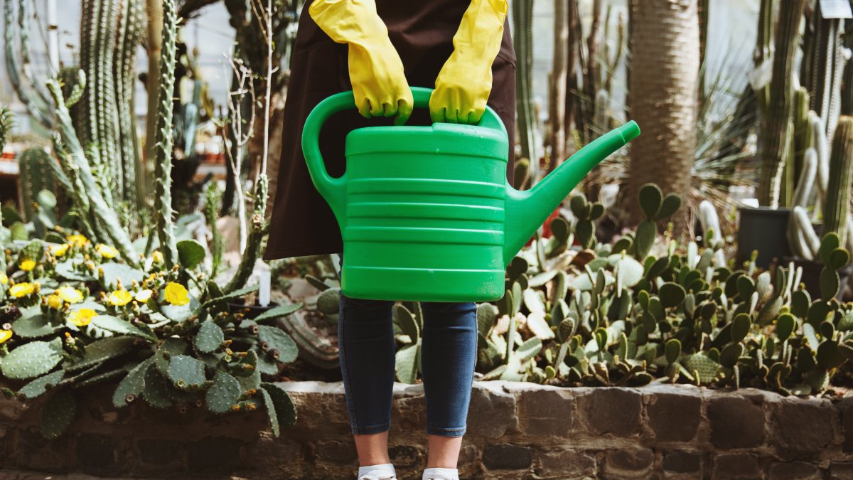 Este es el horario perfecto para regar tus plantas y que crezcan sanas