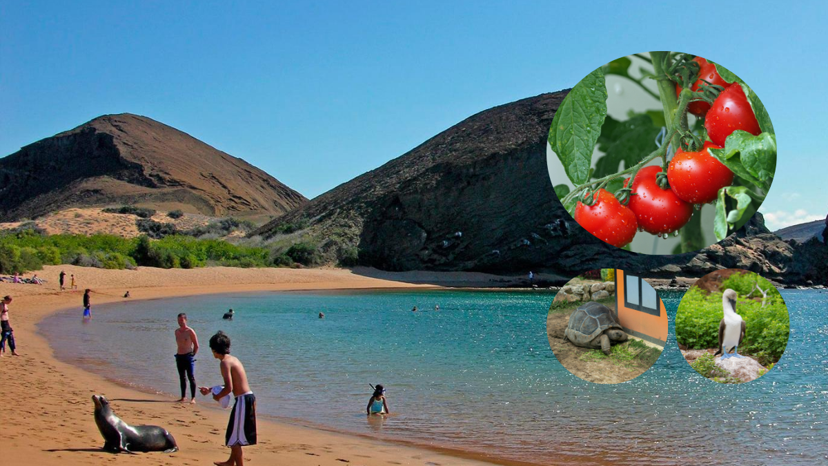 Tomates silvestres crecen en suelos volcánicos de Galápagos, donde han recuperado compuestos químicos perdidos hace milenios.