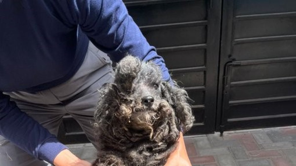 Chiqui, una perrita de 19 años, fue rescatada por la Unidad de Bienestar Animal tras ser hallada en condiciones críticas de abandono y descuido prolongado.