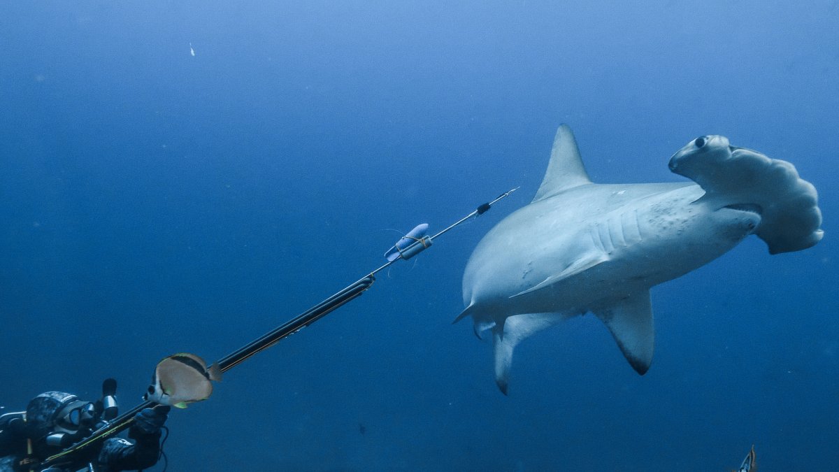 Rastreo a una tiburón martillo en Galápagos desvela posible migración a Panamá para parir.
