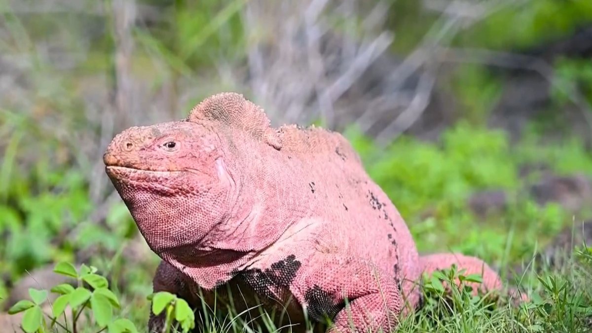 La iguana rosada es una especie en peligro crítico de extinción.