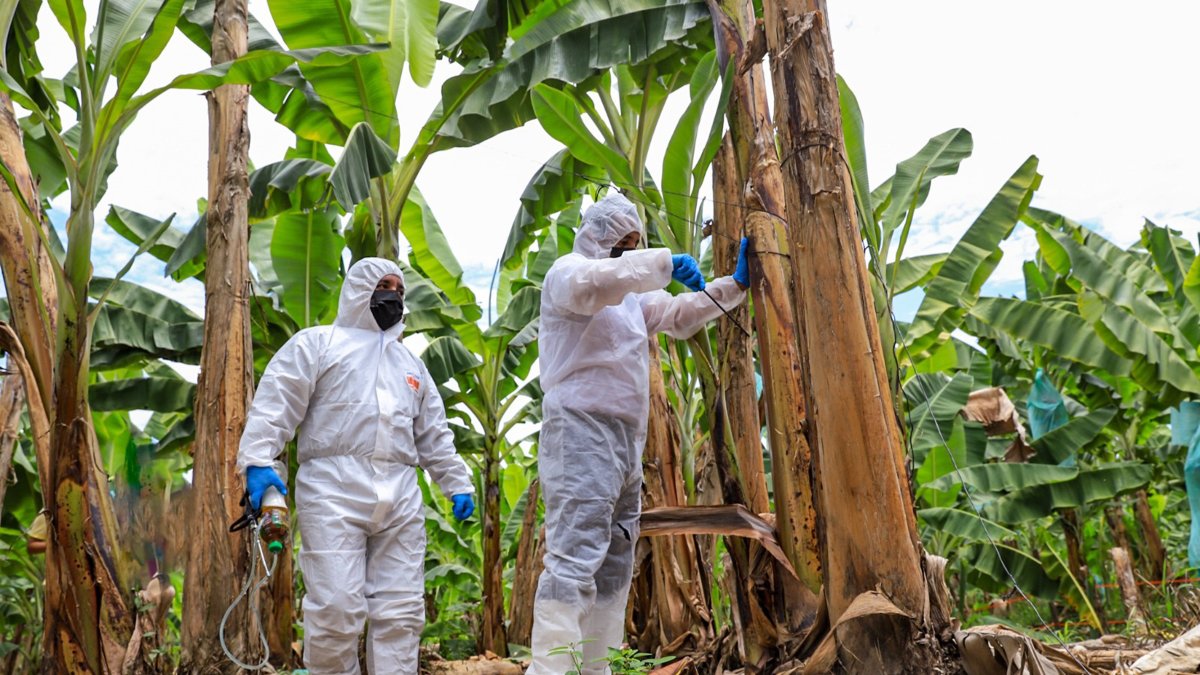 La Prefectura del Guayas tiene brigadas haciendo el censo agrícola e identificando los focos del moko.