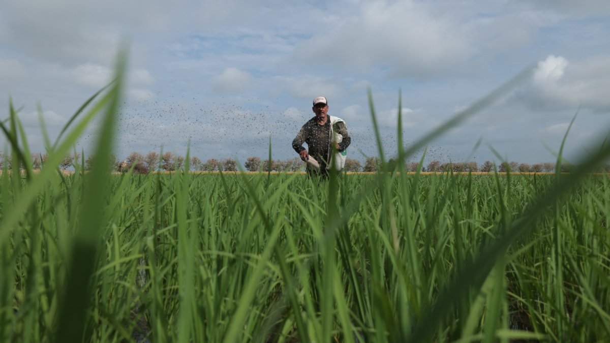 En el primer trimestre de 2025 las ventas de este grano alcanzaron alrededor de 20.000 toneladas.
