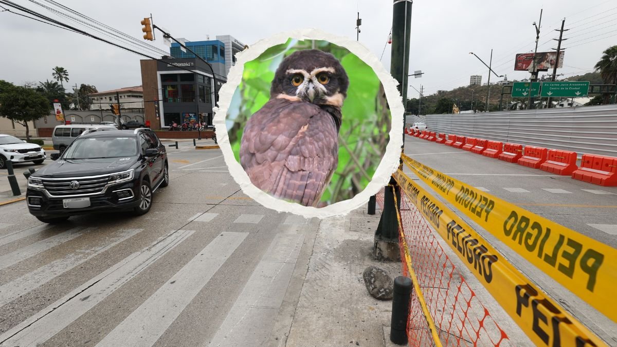 El colectivo Rescate Animal asegura que la construcción de dos pasos a desnivel en Los Ceibos, suspendida el 11 de julio de 2025, desplazará a los animales del bosque del sector.