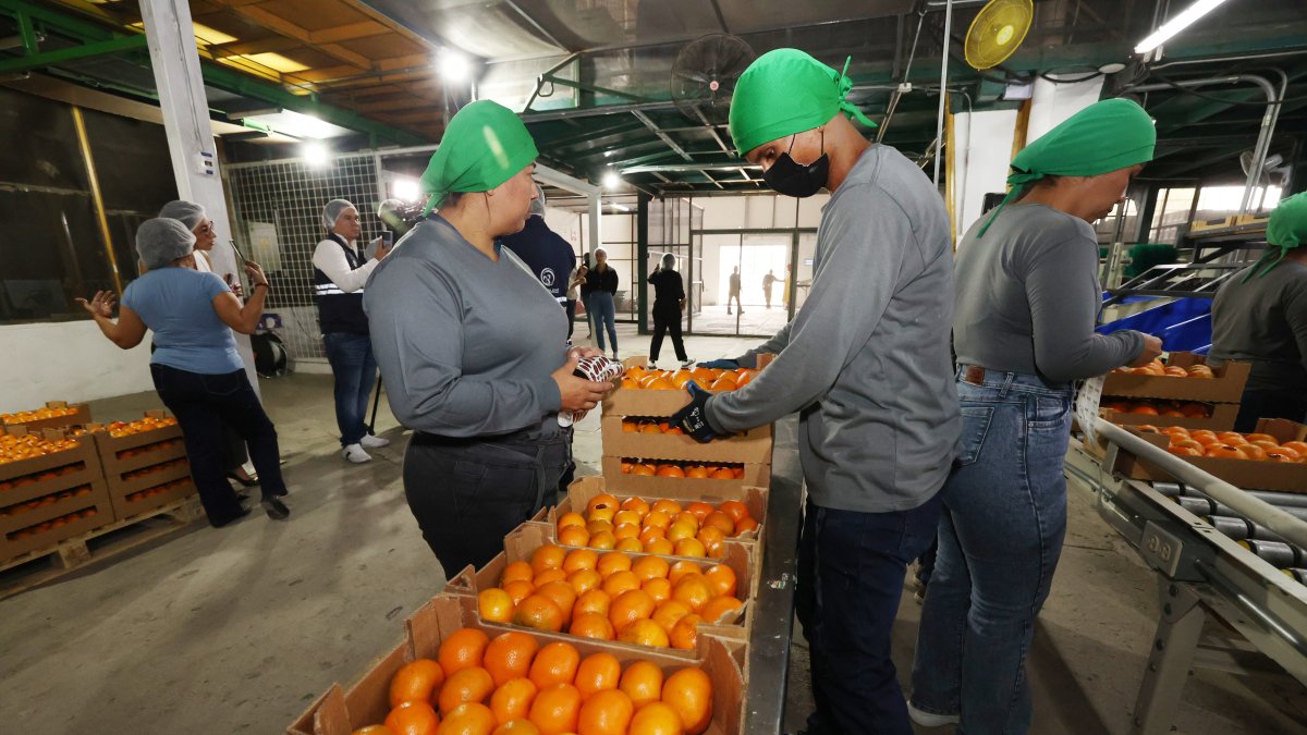 La mandarina de la variedad Tango de Ecuador que se exporta a Estados Unidos.