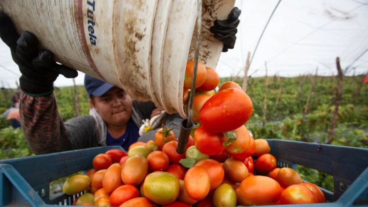 Un agricultor mexicano en una cosecha de Jitomate