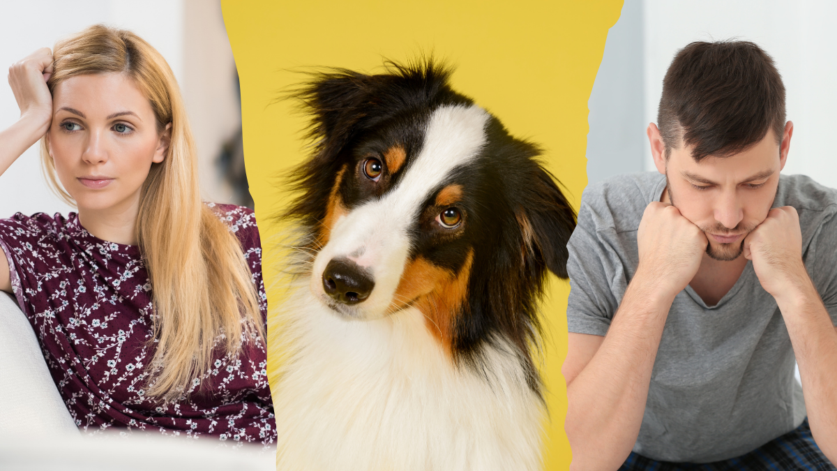 La ley ecuatoriana no estipula nada al respecto de la tenencia de mascotas en caso de divorcio