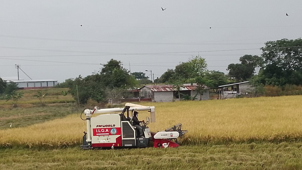En el primer trimestre de 2025 las ventas de este grano alcanzaron alrededor de 20.000 toneladas.
COSECHA AG-PERIODISTA AG-GRANASA