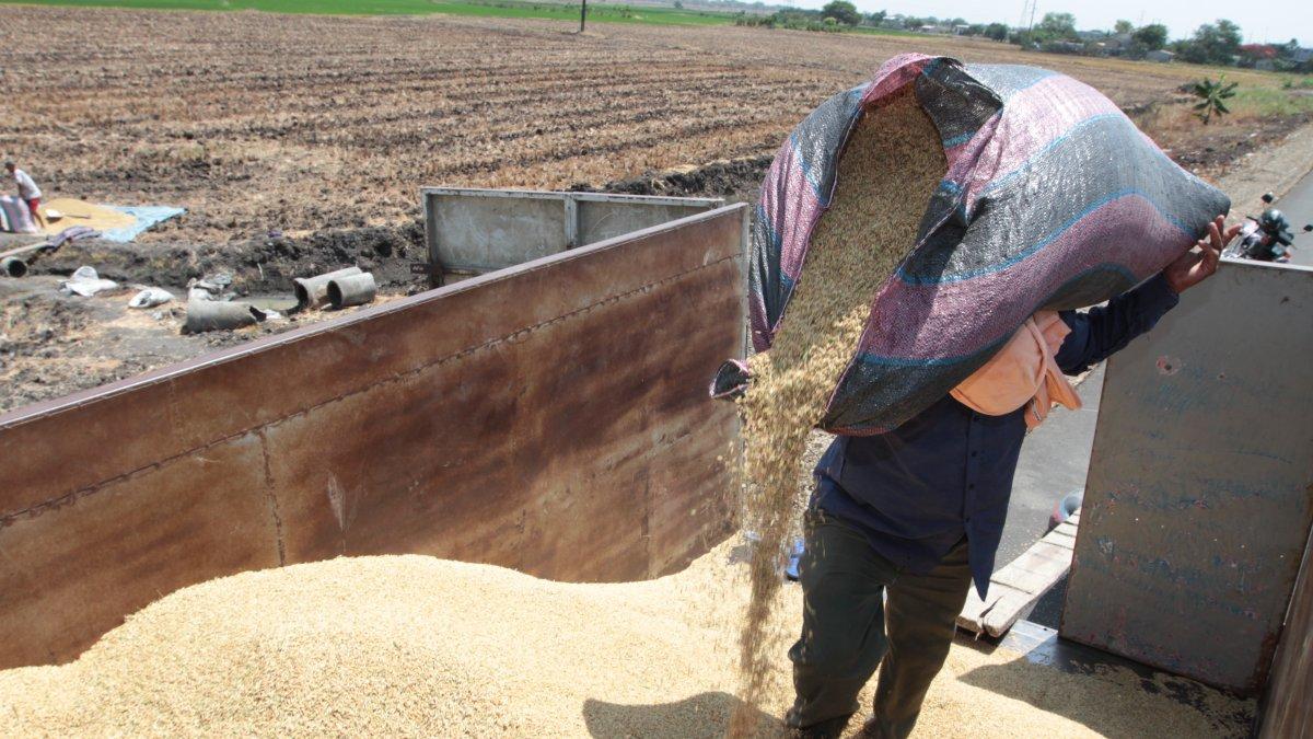 El trabajo en la cosecha de arroz.