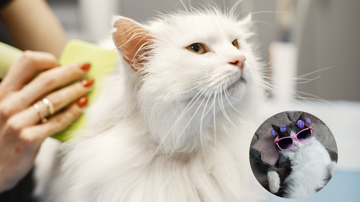 Cepillar regularmente a los gatos ayuda a reducir el pelo en el hogar y mejora su salud y bienestar general