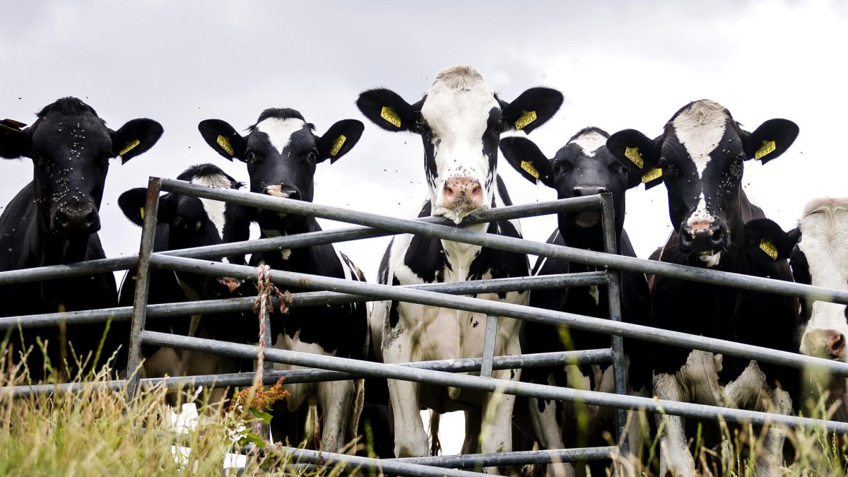 Fotografía de vacas pastando en una granja lechera en Spaarndam (Holanda).