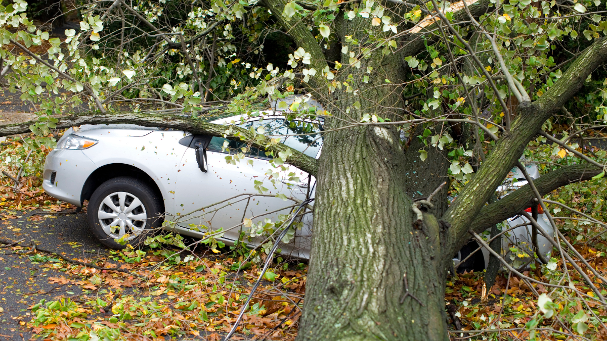En caso de que un árbol cae sobre propiedad privada existen caminos legales a seguir