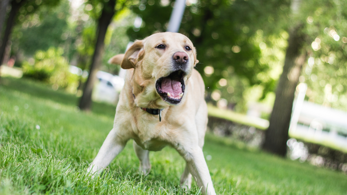 Si un perro ataca a una persona esta puede tomar acciones legales