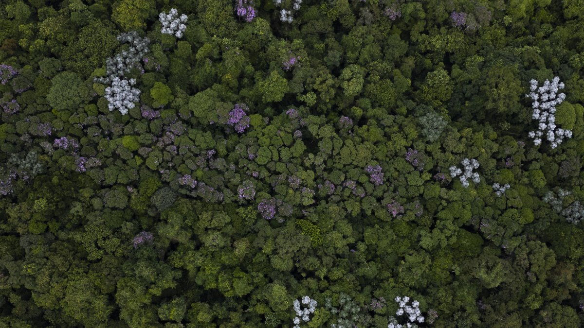 Fotografía aérea de archivo de un sector del bosque tropical Mata Atlántica, en la Reserva Tangará, en el municipio de Mauá (Brasil).