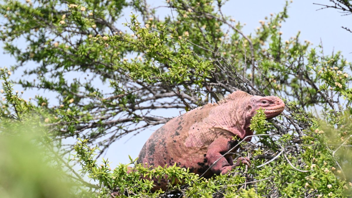 El Gobierno pretende incentivar el turismo local y nacional, con la medida.