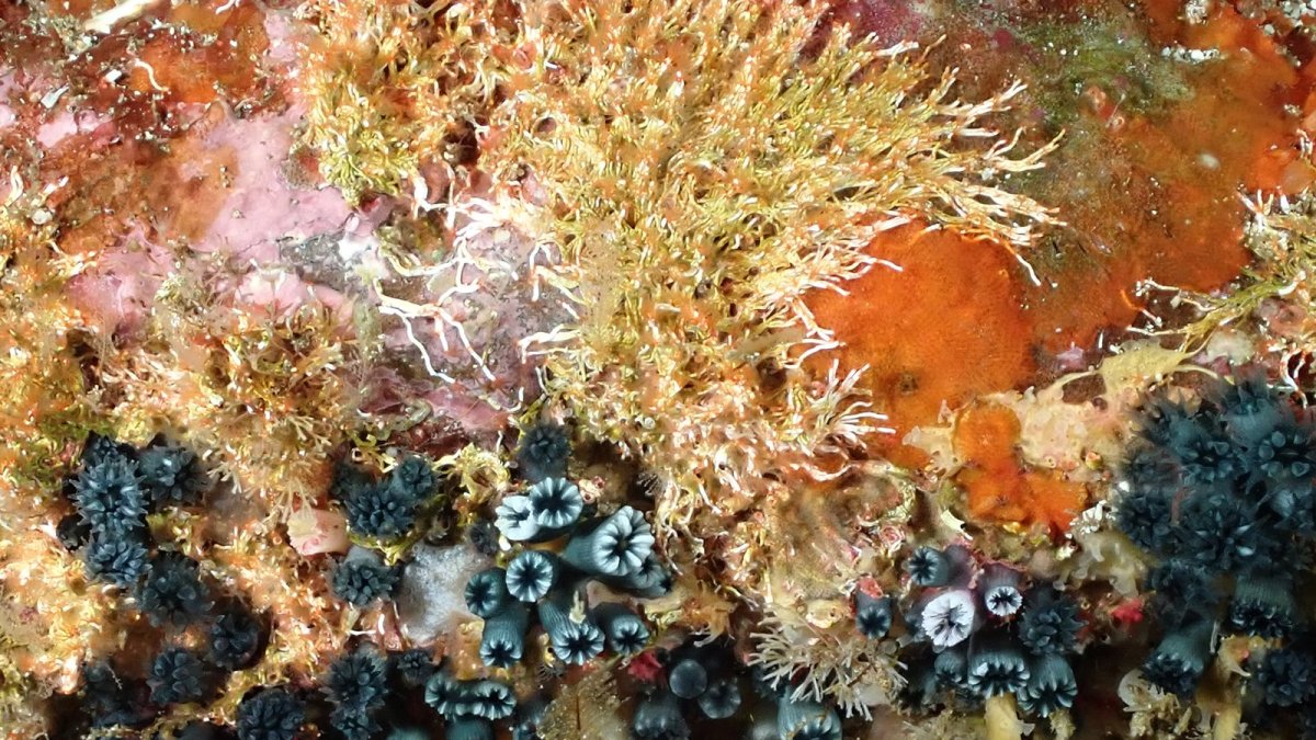Estudio. El coral solitario indica el cambio de temperaturas del agua.