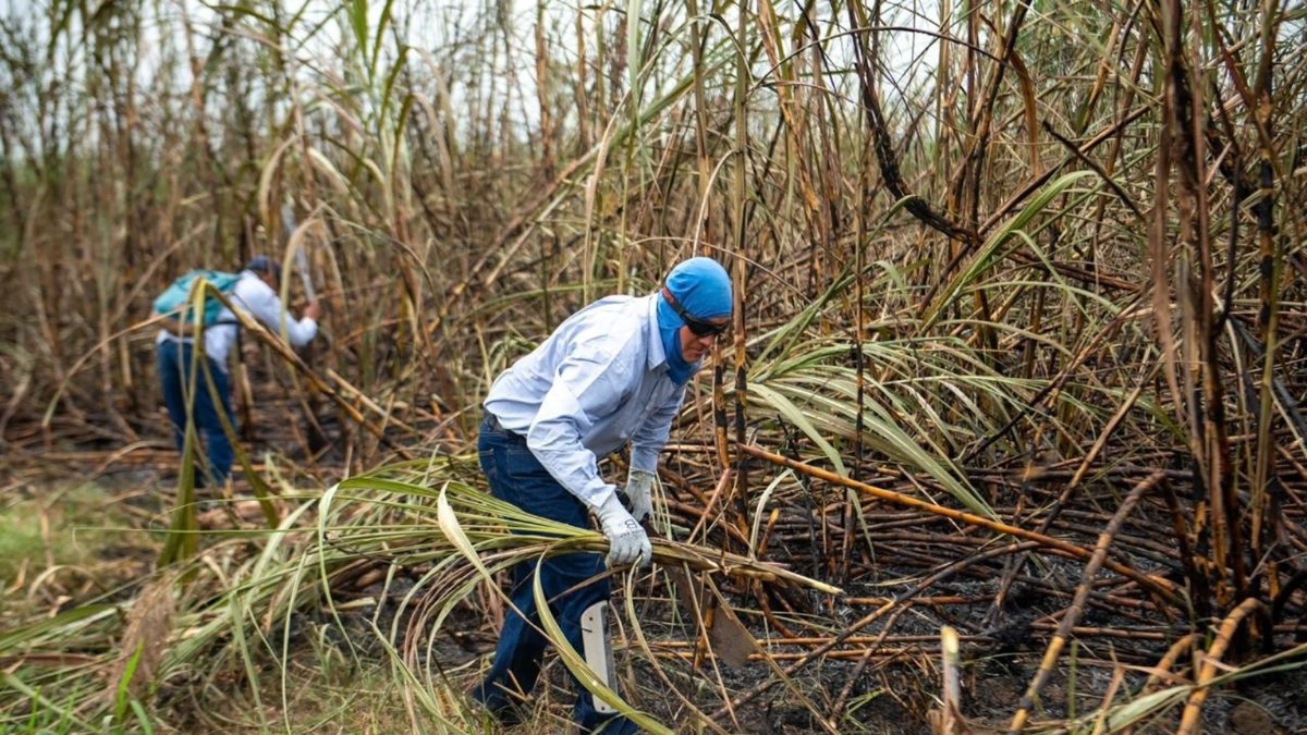 Cosecha. El corte de la caña de azúcar se inicia en julio y se extiende hasta diciembre del mismo año.