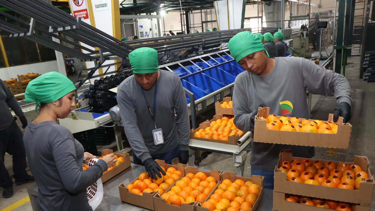 Fruta. Ecuador exportó por primera vez un contenedor de la mandarina de la variedad Tango a EE. UU.