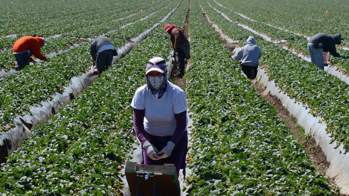 Una foto referencial de los trabajos en la agricultura.