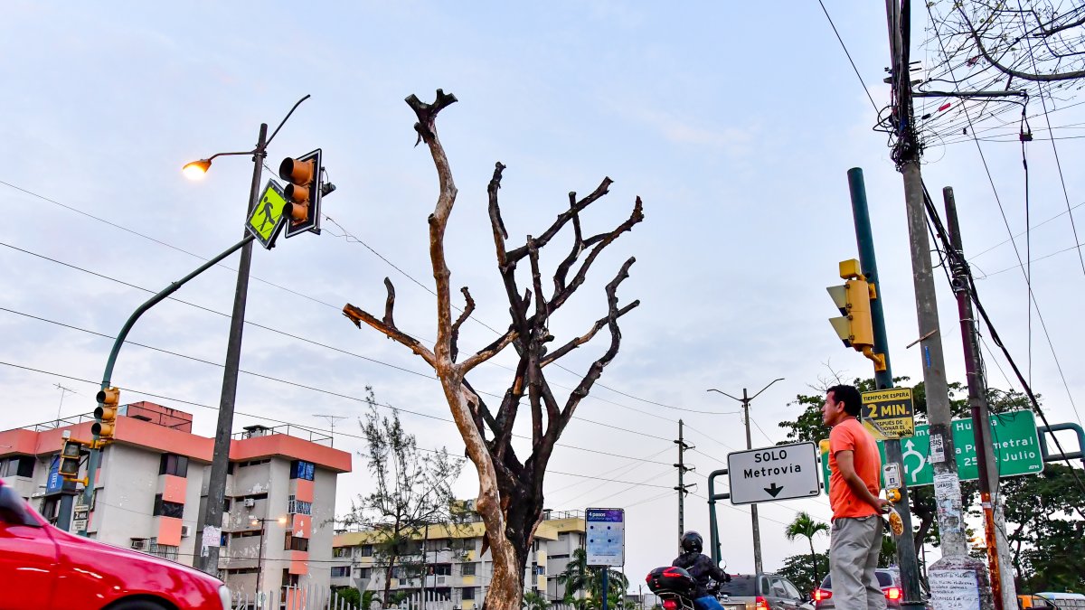 Hay todavía árboles muertos que se alzan en varias zonas de la urbe porteña.