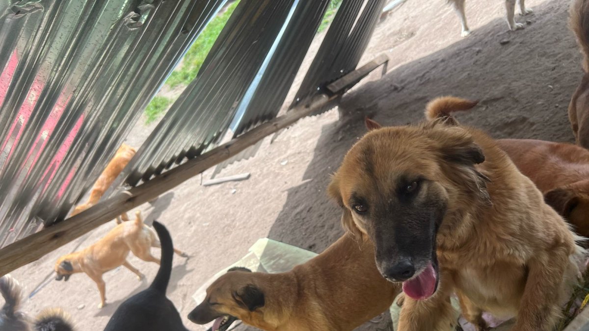 Los perros rescatados quedaron sin refugio tras el remolino que destruyó el albergue Lucky Bienestar Animal en Quito.