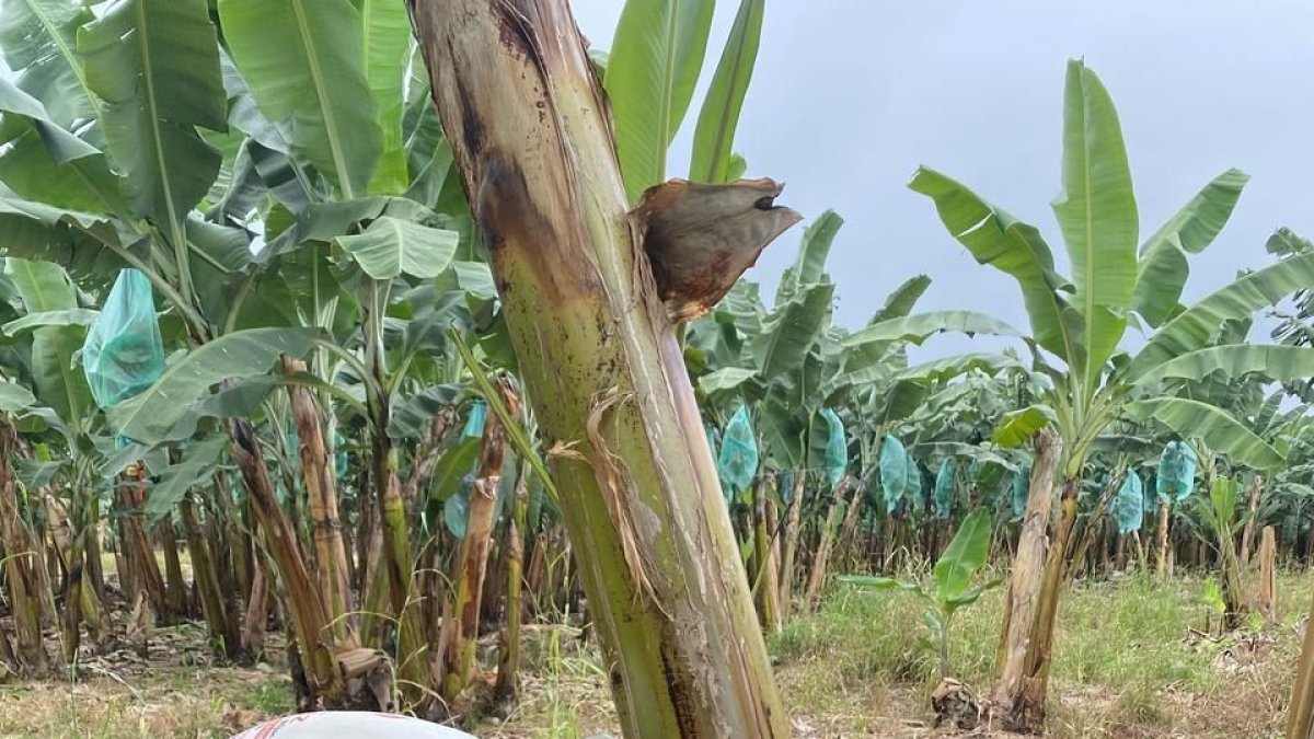 La provincia más afectada es Los Ríos, mientras que en Guayas se confirmó el único foco activo, ubicado en Tenguel.