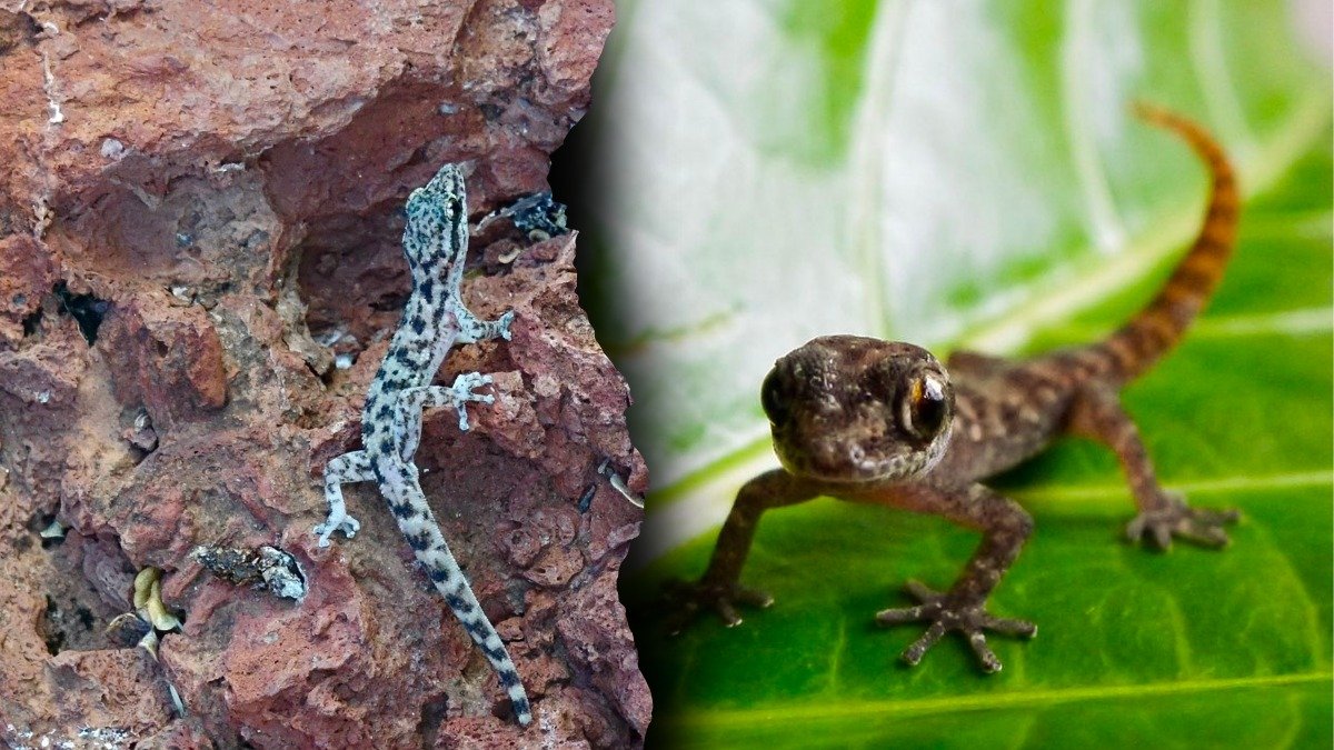 La salamanquesa fue hallada viva tras más de una década sin registros en la isla Rábida