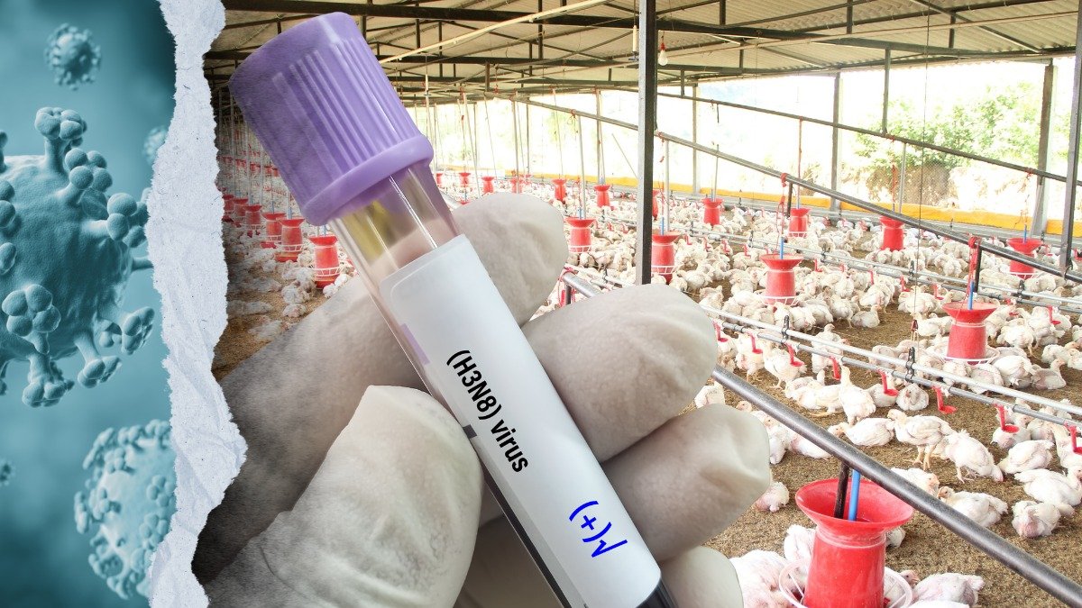 Ecuador superó los 700 días sin brotes de influenza aviar en granjas comerciales