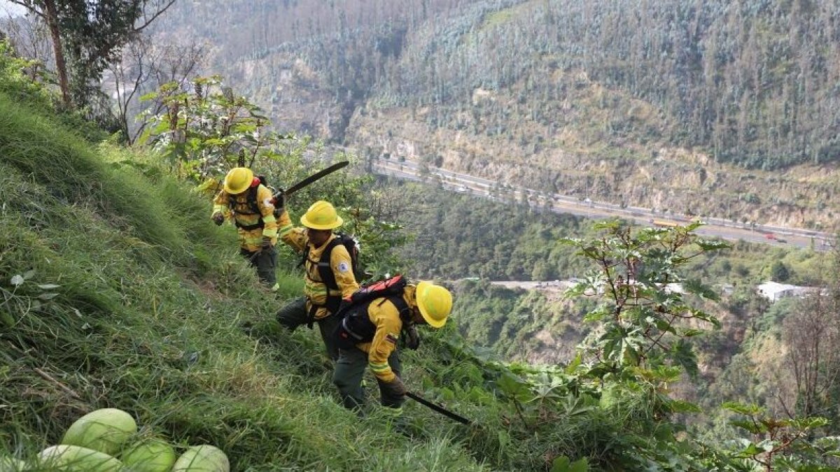 Se limpian los terrenos cubiertos de maleza, hierba seca, ramas y material vegetal acumulado.